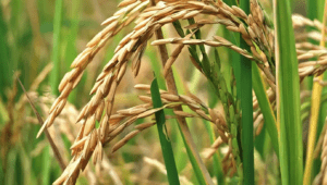 colheita de arroz - robustec implementos