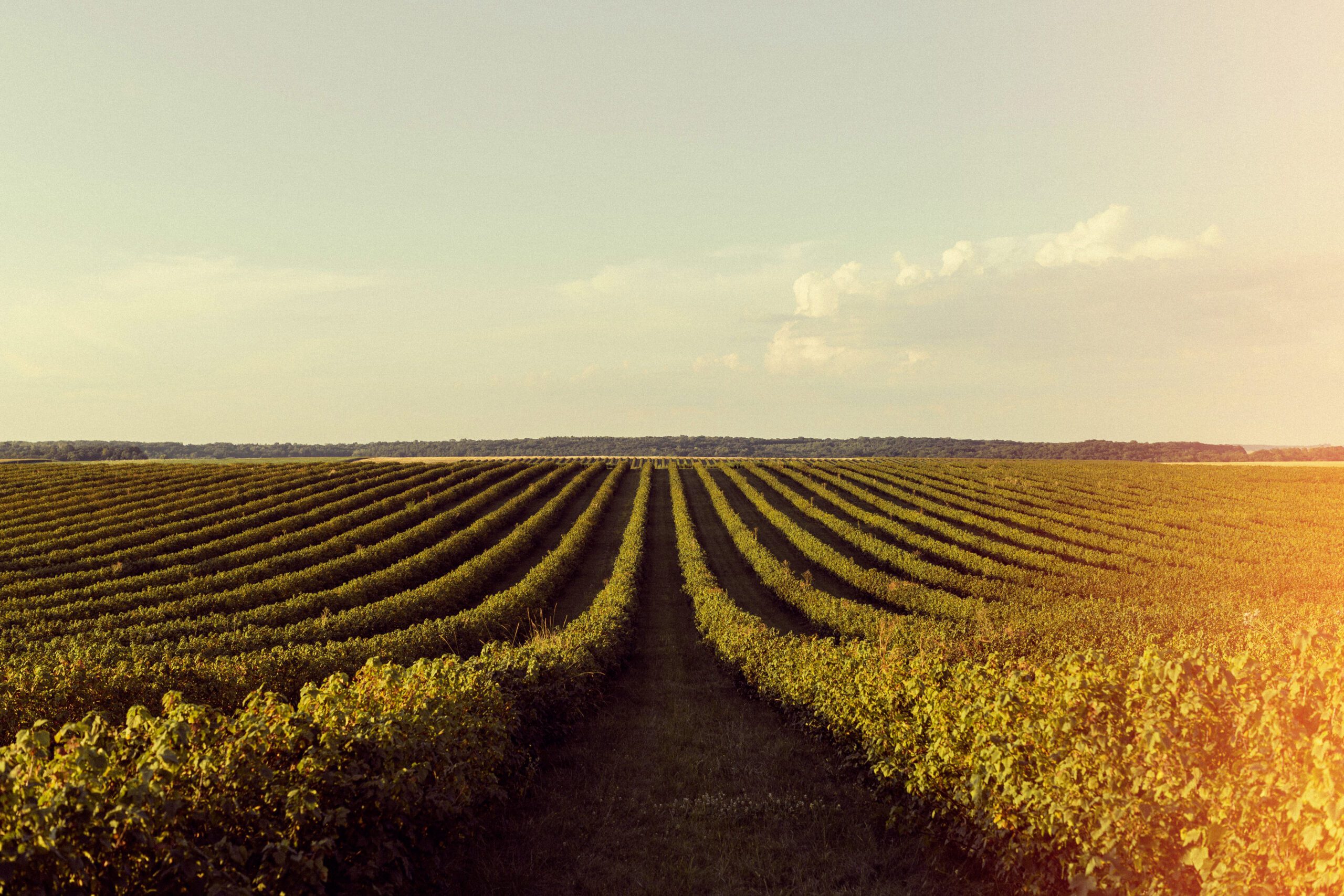 produção agrícola